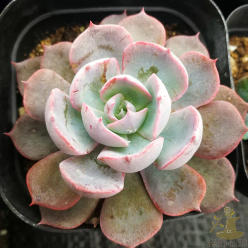 Real Live Succulent Cactus Plant :  Echeveria 'Blue Heron'