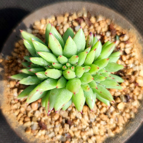 Real Live Succulent Cactus Plant :  Echeveria agavoides f. cristata