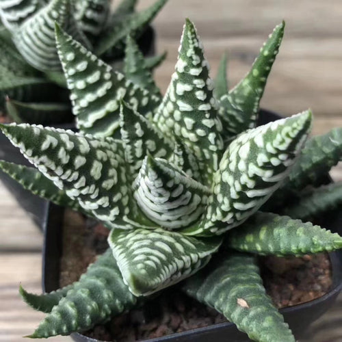 Haworthia pumila 'Himogetsu' : Real Live Succulent Cactus Plant