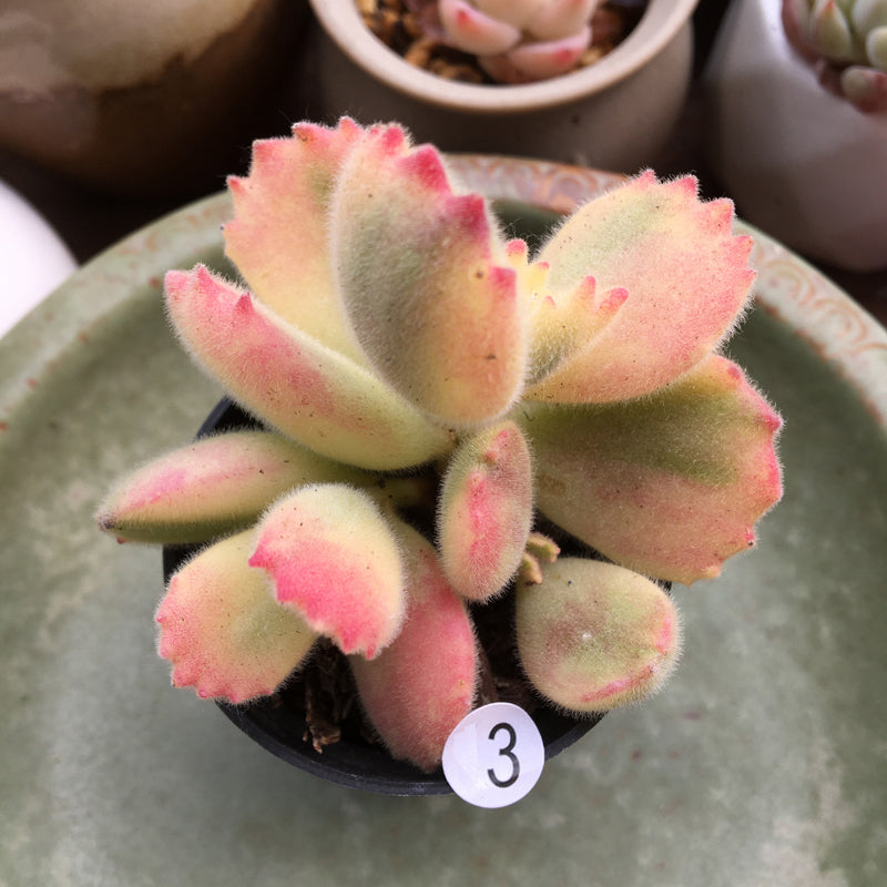 cotyledon tomentosa variegata Cotyledon tomentosa 'Variegata Color' : Real Live Succulent Cactus Plant