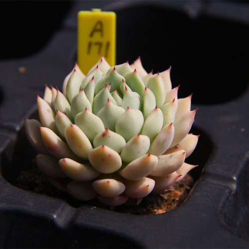 Real Live Succulent Cactus Plant :  Echeveria mexensis 'Zalagosa'