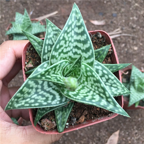 Real Live Succulent Cactus Plant : Aloe variegata 'Mini'