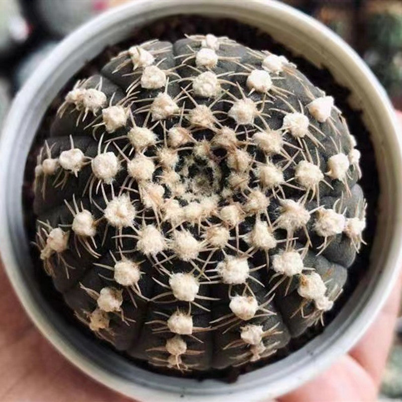 Real Live Succulent Cactus Plant : Gymnocalycium ragonesei