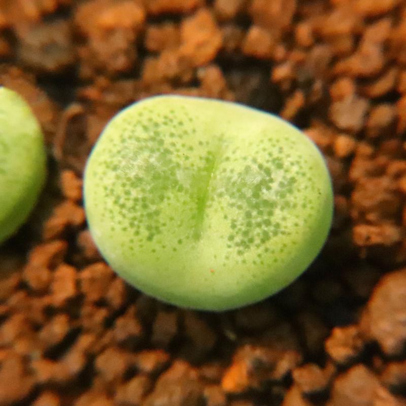 Conophytum pillansii Lavis ex L. Bolus : Real Live Succulent Lithops Pseudotruncatella Plant