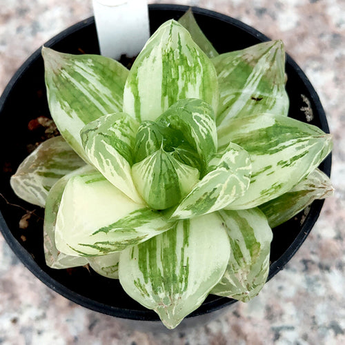 Haworthia cymbiformis 'Kyo-no-Hana-Nishiki' : Real Live Succulent Cactus Plant