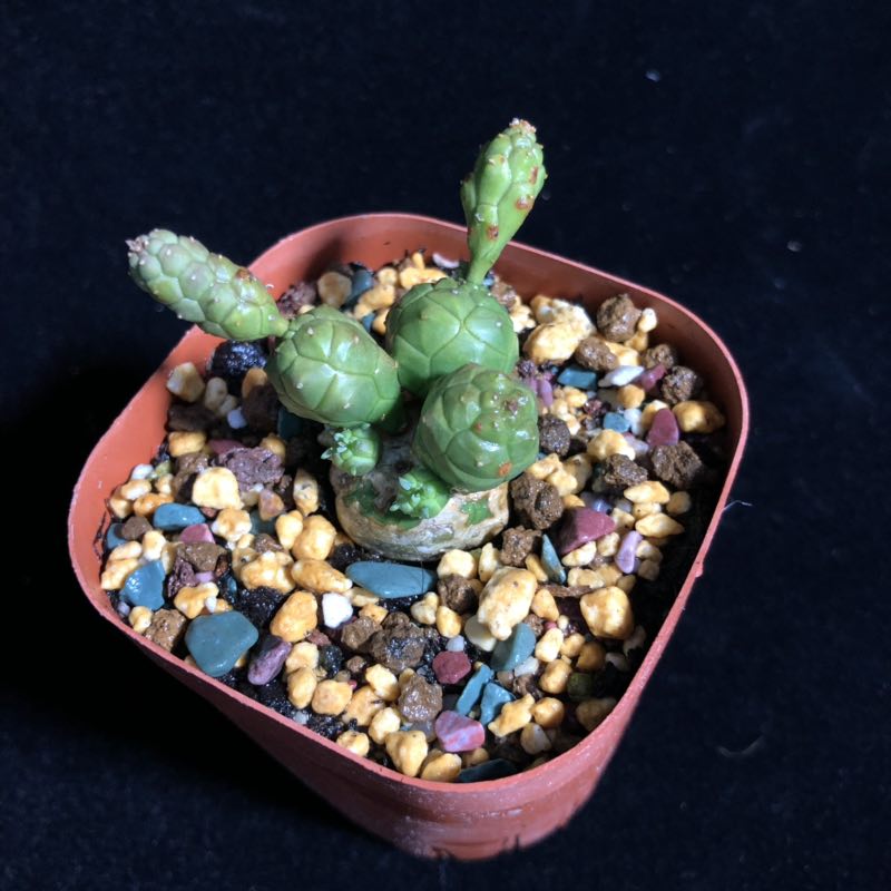 Real Live Succulent Cactus Plant :  Euphorbia globosa (Haw.) Sims