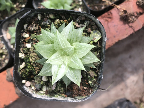 Haworthia affretuse 'Variegata' : Real Live Succulent Cactus Plant