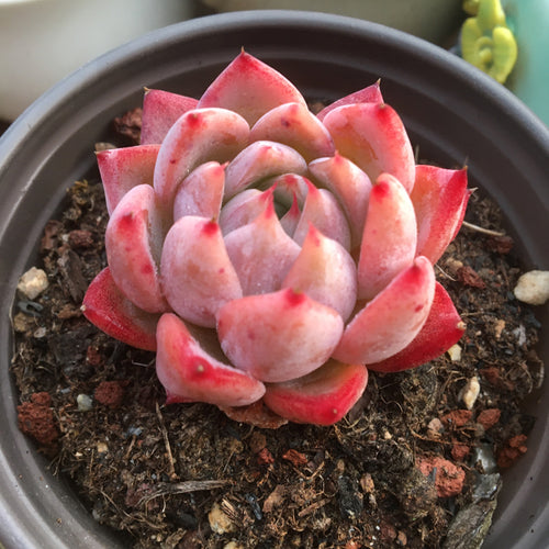 Real Live Succulent Cactus Plant :  Echeveria 'Jade Flute'