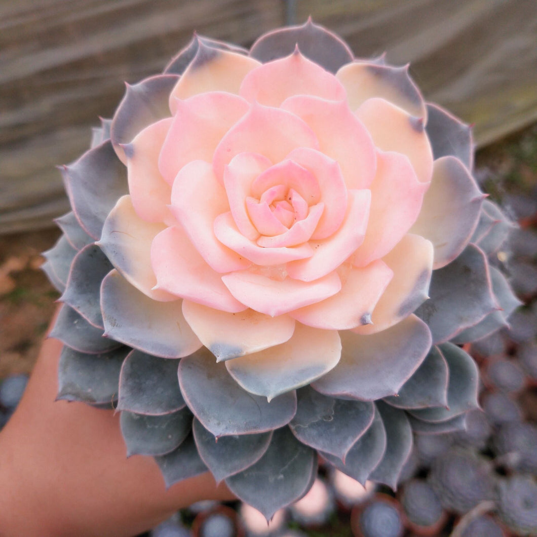 peacockii succulent Real Live Succulent Cactus Plant : Echeveria peacockii 'Variegata Alba'