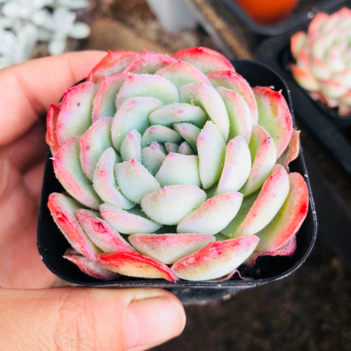 Real Live Succulent Cactus Plant :  Echeveria 'silhouette'