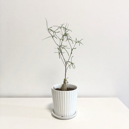 Real Live Succulent Cactus Plant :  Euphorbia hedyotoides