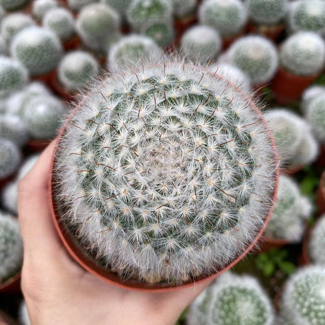 Mammillaria guelzowiana Werderm. : Real Live Succulent Cactus Plant