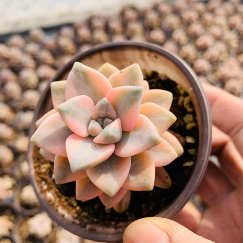 Pachyphytum 'Apricot Beauty' : Real Live Succulent Cactus Plant