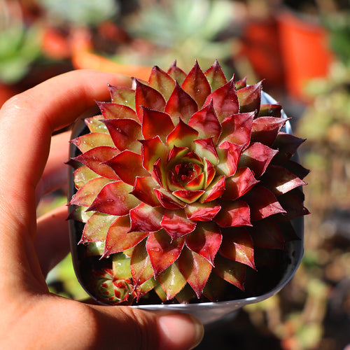 Real Live Succulent Cactus Plant : 'HONGZUAN'