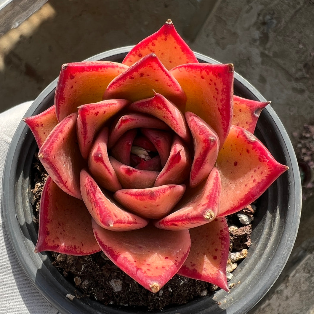 pink star succulent Real Live Succulent Cactus Plant : Echeveria agavoides 'Jade Star' – Succulent Zone