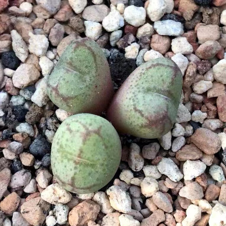 Conophytum minutum (Thunb.) N. E. Br : Real Live Succulent Cactus Plant