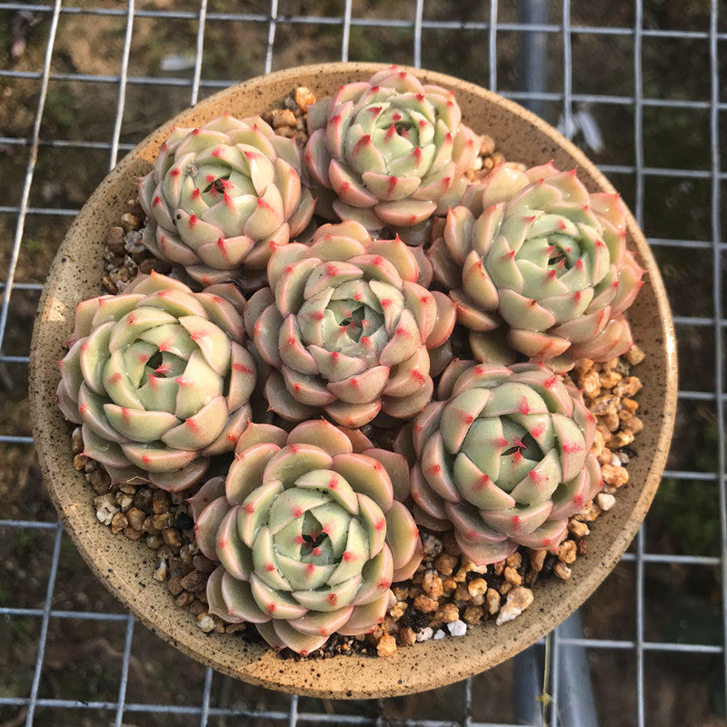 ben badis succulent Real Live Succulent Cactus Plant : Echeveria 'Ben Badis' Cluster