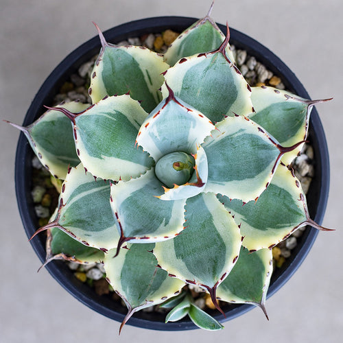 Real Live Succulent Cactus Plant :  Agave Pumila variegata