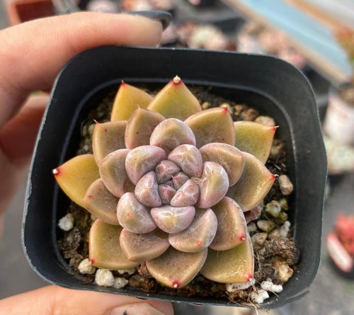 Real Live Succulent Cactus Plant :  Echeveria 'Nebula'