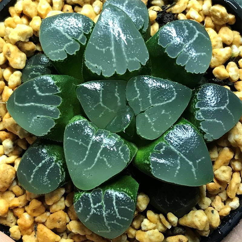 Real Live Succulent Cactus Plant : Haworthia 'Tsukikage' / 'Moon Shado –  Succulent Zone