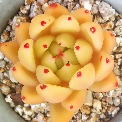 Real Live Succulent Cactus Plant :  Echeveria agavoides 'Wax Aurea'