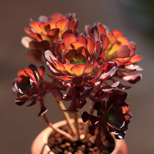 Real Live Succulent Cactus Plant :  Aeonium Garnet