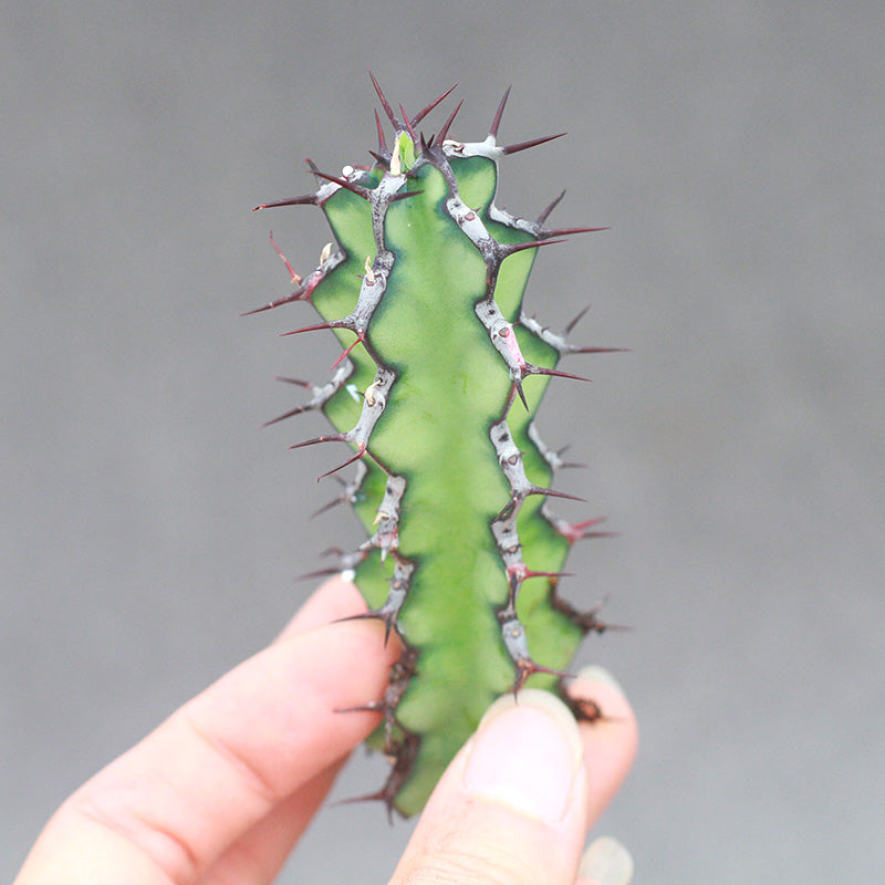 Real Live Succulent Cactus Plant :  Euphorbia zoutpansbergensis