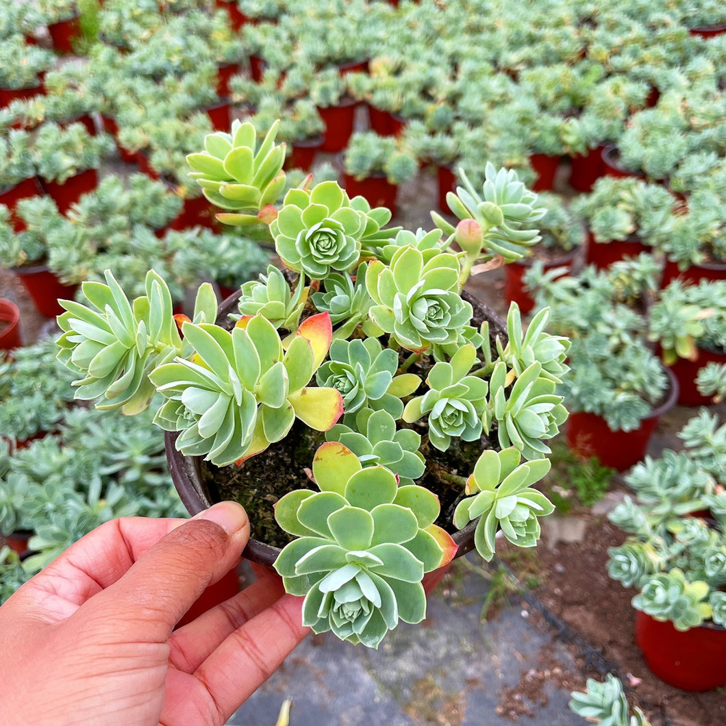 succulent plant sedum Real Live Succulent Cactus Plant : Sedum palmeri – Succulent Zone