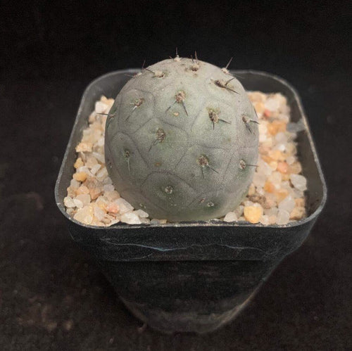 Real Live Succulent Cactus Plant :  Tephrocactus geometricus