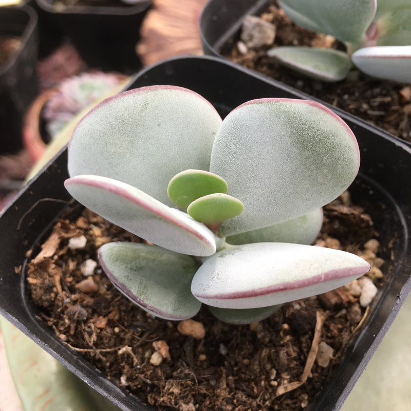 succulent with white and green leaves Real Live Succulent Cactus Plant : Kalanchoe thyrsifolia 'White Eyebro –  Succulent Zone