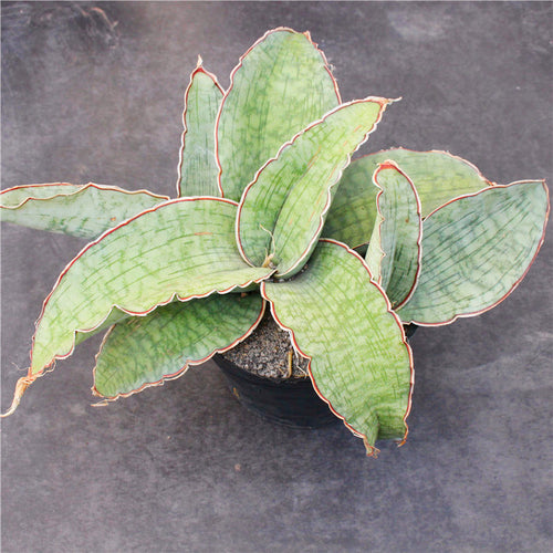 Real Live Succulent Cactus Plant :  Sansevieria 'Dragon Wing'