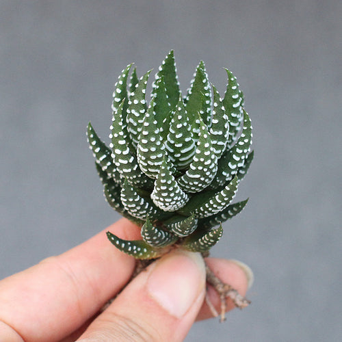 Real Live Succulent Cactus Plant :  Haworthia reinwardtii f. kaffirdriftensis