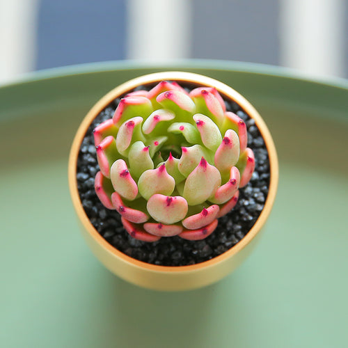 Real Live Succulent Cactus Plant :  Echeveria Polaris