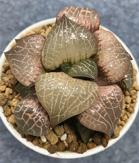 Haworthia comptoniana 'Glass' : Real Live Succulent Cactus Plant