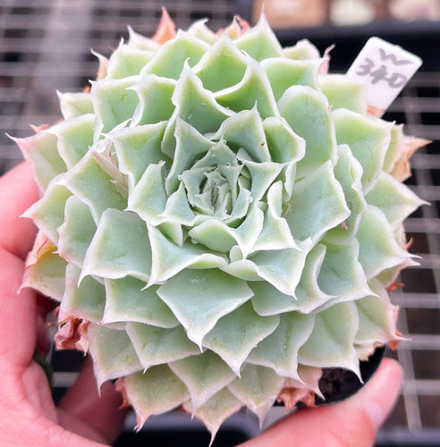 Real Live Succulent Cactus Plant :  Echeveria simulans 'Laguna Sanchez'