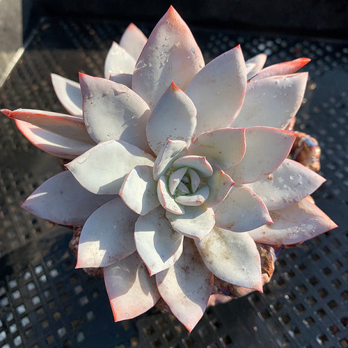 Real Live Succulent Cactus Plant :  Echeveria 'White Lotus'