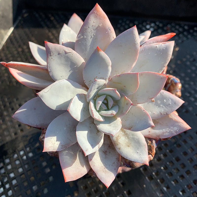 white succulents for sale Real Live Succulent Cactus Plant : Echeveria 'White Lotus' – Succulent Zone