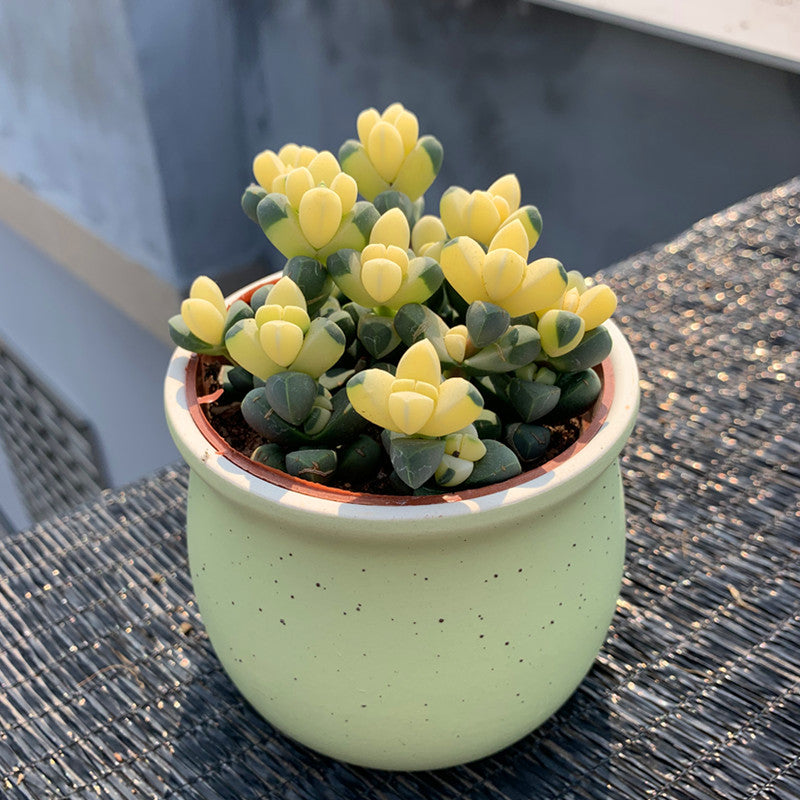 astridia velutina succulent Astridia velutina 'Variegata' : Real Live Succulent Cactus Plant