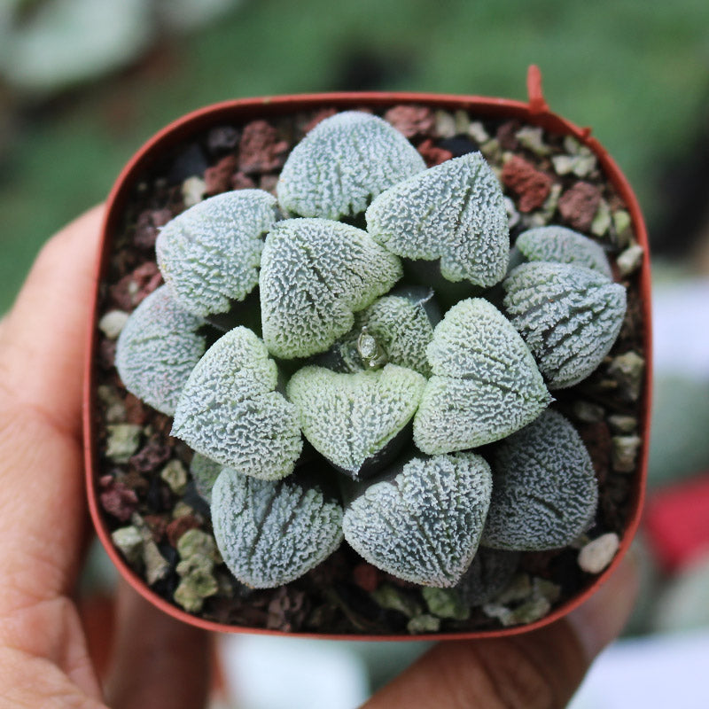 v shaped succulent Haworthia pygmaea 'Yukinosato' : Real Live Succulent Cactus Plant