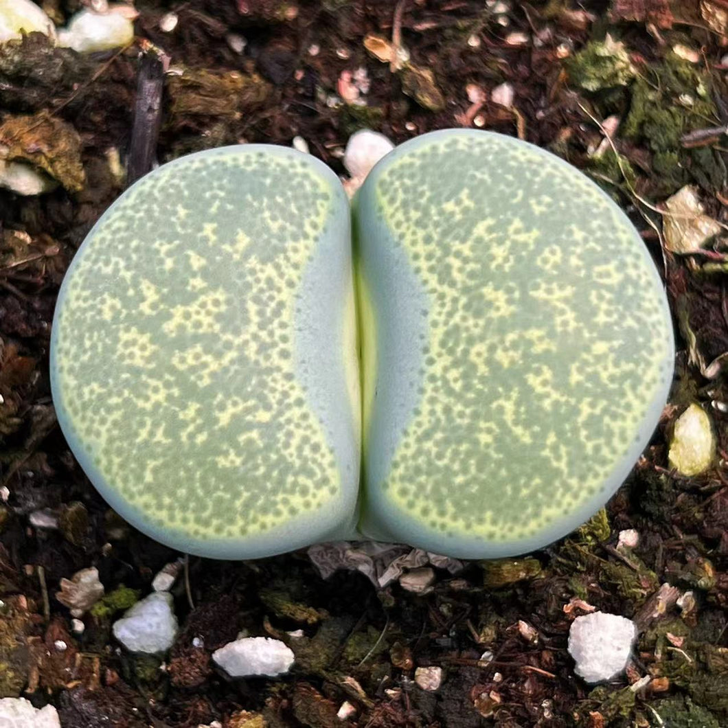 Real Live Succulent Lithops Pseudotruncatella Plant : Lithops terricolor 'Speckled Gold'