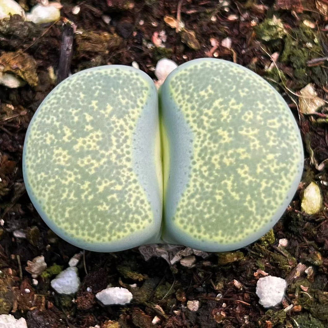 speckled succulent Real Live Succulent Lithops Pseudotruncatella Plant : Lithops terricol – Succulent Zone
