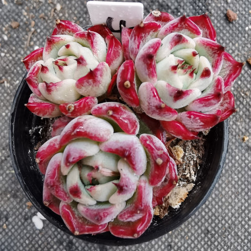 Real Live Succulent Cactus Plant :  Echeveria Sara Himebotan