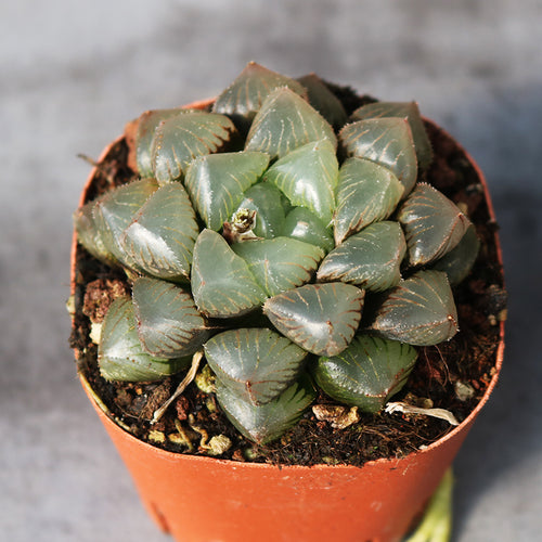 Haworthia 'Glutinous' : Real Live Succulent Cactus Plant