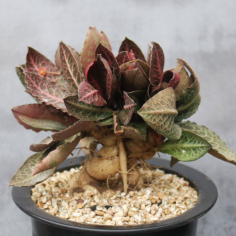 succulent euphorbia Real Live Succulent Cactus Plant : Euphorbia francoisii Leandri – Succulent  Zone