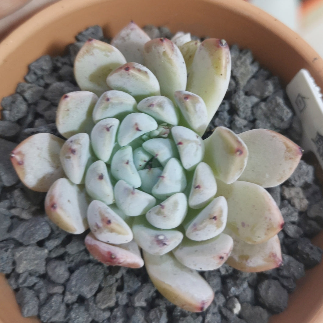 whale succulent Real Live Succulent Cactus Plant : Echeveria White Whale