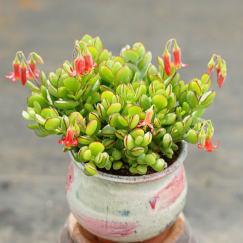 Cotyledon eliseae van Jaarsv. : Real Live Succulent Cactus Plant