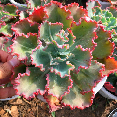 Real Live Succulent Cactus Plant :  Echeveria 'Dick Wright'