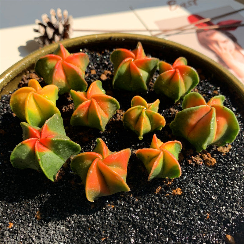 Astrophytum myriostigma var. mudum 'Rubra' : Real Live Succulent Cactus Plant