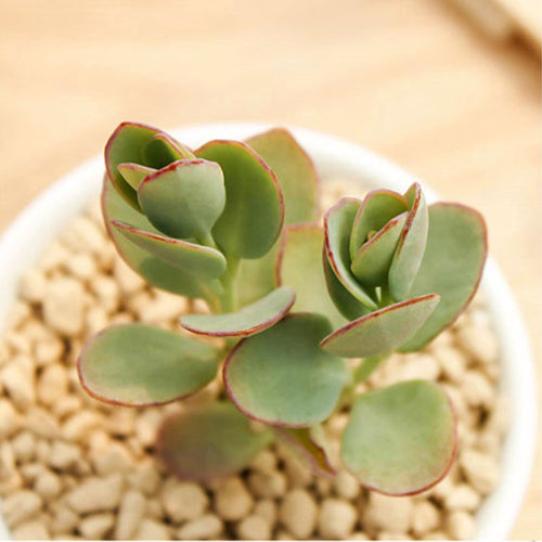 Real Live Succulent Cactus Plant :  Kalanchoe marnieriana H. Jacobsen
