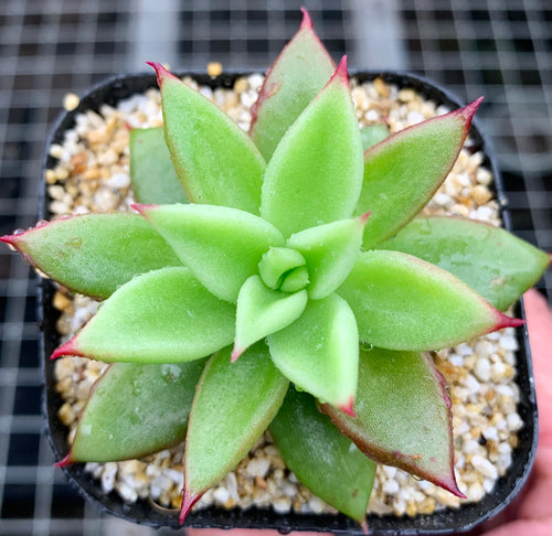 Real Live Succulent Cactus Plant :  Echeveria agavoides Aquamarine